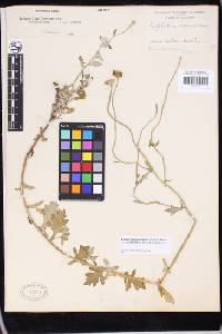 Eriophyllum lanatum image