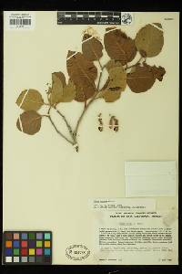 Rhus ovata image