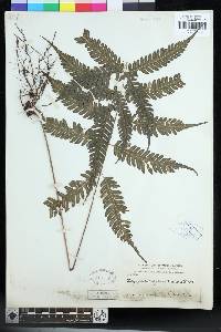 Pteridrys syrmatica image