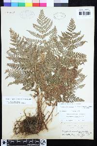 Dryopteris expansa image