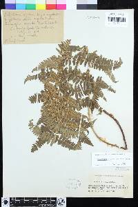 Dryopteris arguta image