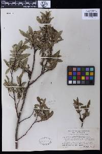 Image of Salix ballii