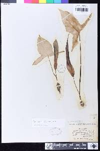 Image of Sauromatum diversifolium