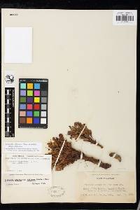 Aphyllon californicum subsp. californicum image