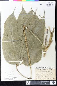 Anthurium pentaphyllum var. bombacifolium image