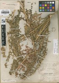 Astragalus agnicidus image