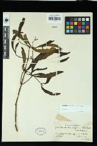 Phoradendron ensifolium image