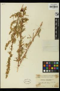 Artemisia dracunculus image