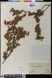 Arctostaphylos densiflora image