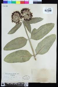 Asclepias speciosa image