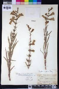 Penstemon heterophyllus image