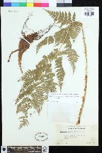 Dryopteris expansa image