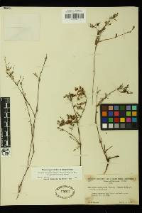 Harfordia macroptera var. galioides image
