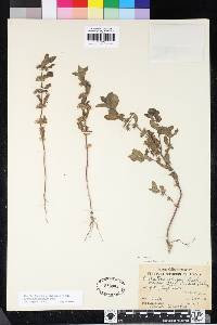 Trichostema oblongum image