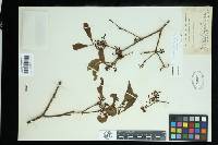 Phoradendron pedicellatum image