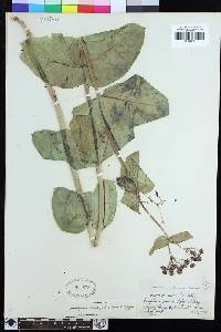 Asclepias cordifolia image