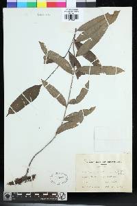 Image of Lomariopsis cochinchinensis