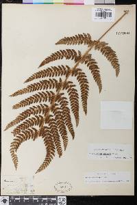 Polystichum dudleyi image