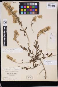 Ericameria parryi image