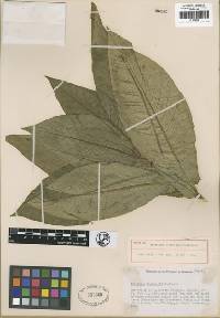 Nicotiana setchellii image