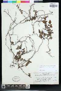 Arthropteris palisotii image