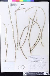 Rhipsalis baccifera subsp. shaferi image