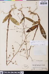 Image of Epidendrum compressum