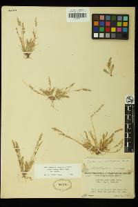 Festuca octoflora image