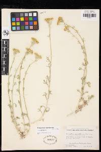 Eriophyllum confertiflorum var. confertiflorum image