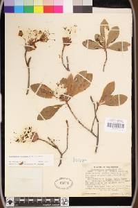 Rhododendron occidentale image