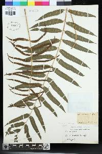 Image of Lomariopsis novae-caledoniae