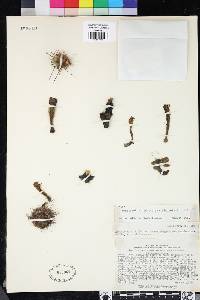 Cleistocactus plagiostoma image