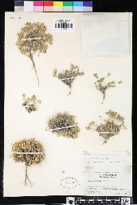 Draba densifolia image