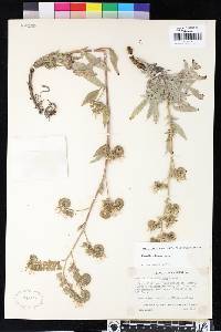 Phacelia imbricata image