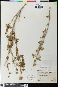 Monardella undulata subsp. crispa image