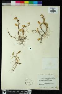 Image of Bulbophyllum clandestinum