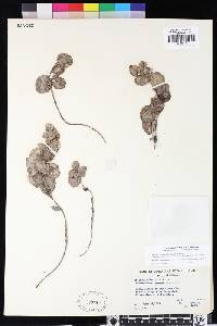 Tricardia watsonii image