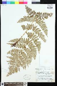 Dryopteris intermedia image