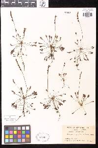 Drosera anglica image