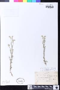 Cryptantha muricata var. denticulata image