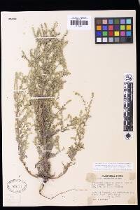 Cryptantha muricata image