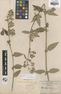 Brickellia pendula image