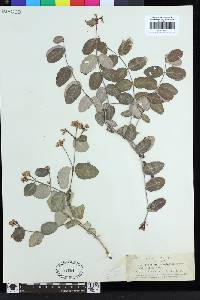 Apocynum androsaemifolium image