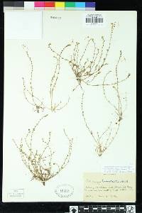 Plagiobothrys tener image