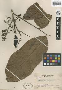 Guarea glabra subsp. glabra image