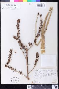 Image of Hechtia reticulata