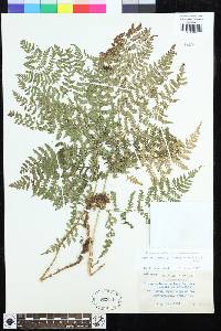 Dryopteris expansa image