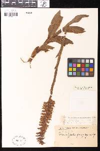 Skeptrostachys paraguayensis image