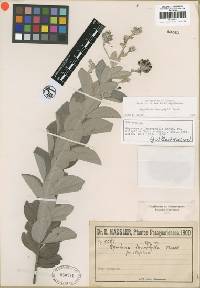 Image of Rhynchosia leucophylla