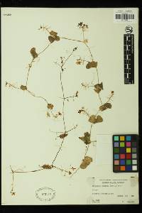 Image of Cyclanthera minima